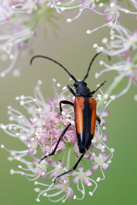 Stenurella melanura?